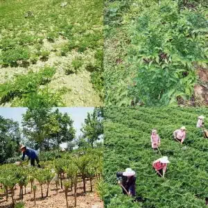 Low Carb Shop Keto Pasta Shirataki Miracle Low Carb Noodles Fettuccine Rice Spaghetti