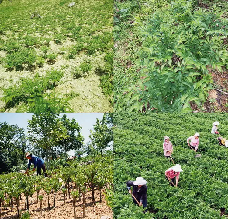 Keto Pasta Shirataki Miracle Low Carb Noodles Fettuccine Rice Spaghetti Low Carb Shop Keto Pasta Shirataki Miracle Low Carb Noodles Fettuccine Rice Spaghetti