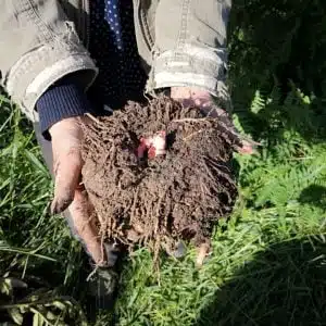 Low Carb Shop Keto Pasta Shirataki Miracle Low Carb Noodles Fettuccine Rice Spaghetti