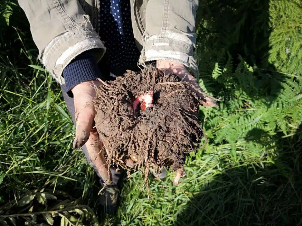 Shirataki nuudlid keto dieedi, diabeedi, gluteenivaba, low carb Konjaci pasta (4) Low Carb Shop Keto Pasta Shirataki Miracle Low Carb Noodles Fettuccine Rice Spaghetti