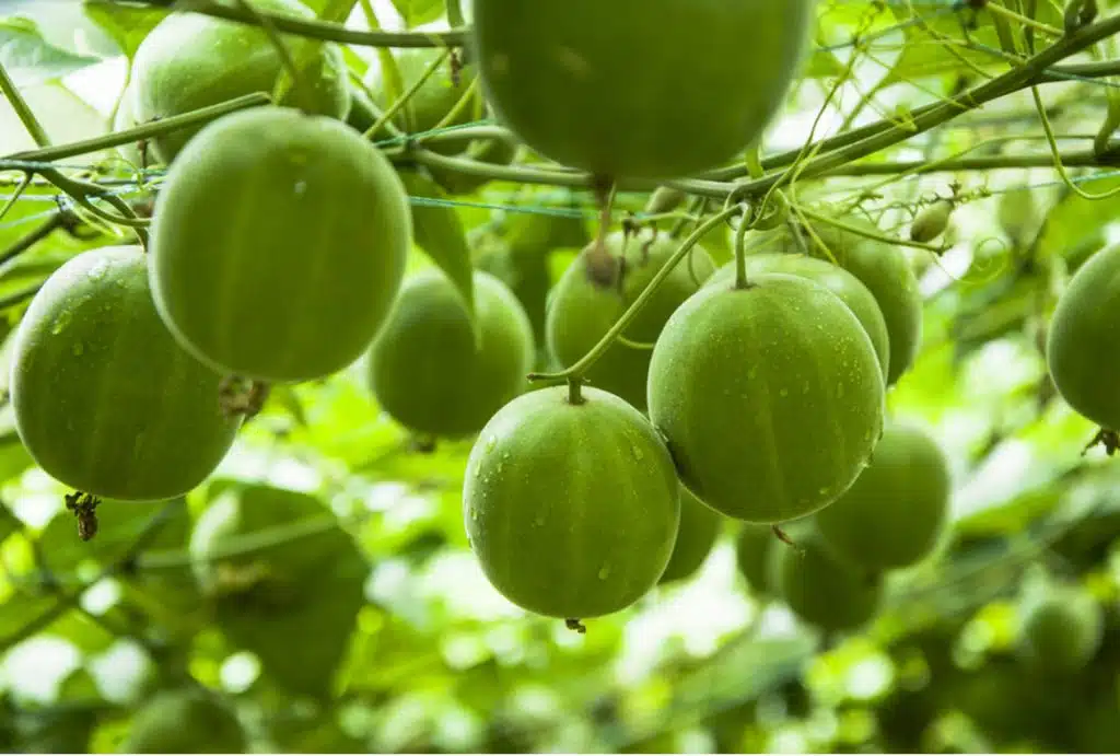 perennial vine in the cucurbitaceae family. He is from southern China. The plant is grown for its fruit extract, called mogrosides, which produces a sweetness 250 times stronger than sucrose. The sweetener from Monk Fruit is extracted from monk fruit.