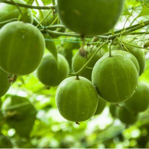 perennial vine in the cucurbitaceae family. He is from southern China. The plant is grown for its fruit extract, called mogrosides, which produces a sweetness 250 times stronger than sucrose.   The sweetener from Monk Fruit is extracted from monk fruit.