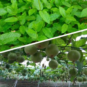 What is Monk fruit Luo Han Guo fruit extract sugar substitute golden stevia